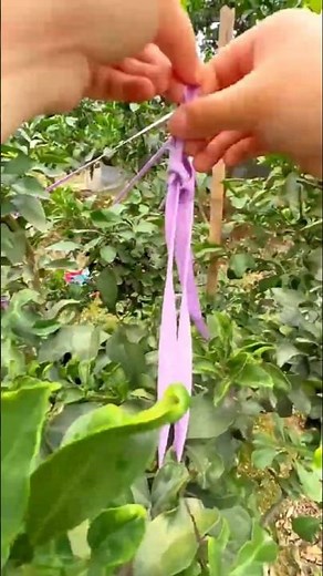 Citrus Tree Branches Falling? Here’s the Simple Fix! [citrus farming techniques