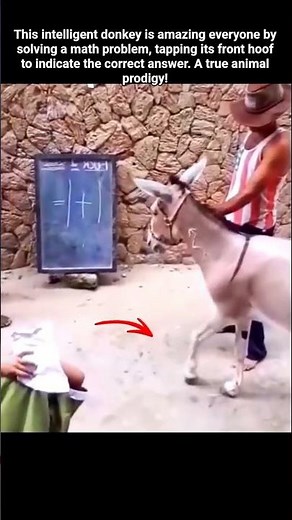 Smart Donkey Solves Math with Front Hoof.
