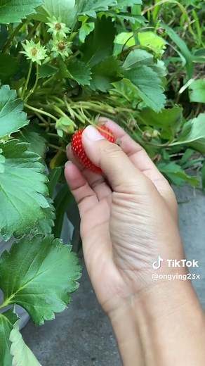 Harvesting Ripe Strawberries in a Garden Setting