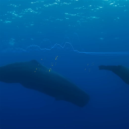 146K views · 1.8K reactions | Now those are calls you don't want to miss! Find out more in #OceanXplorers, now streaming on Disney+ and Hulu. | National Geographic | Facebook