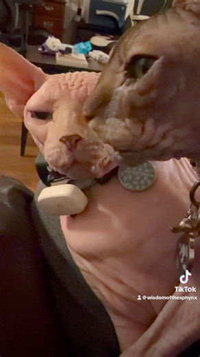 Sphynx Comforts Hooman 😻❤️ Then Steals the Water! 😹 | Nova & Scout’s Sweet & Silly Moment