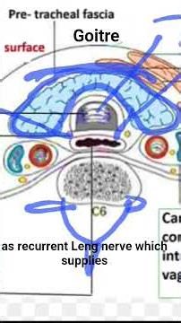 Goitre and symptoms of Goitre explained in brief #neetaspirents