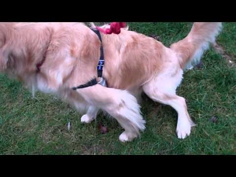 dog luxating patella (knee) surgery post op
