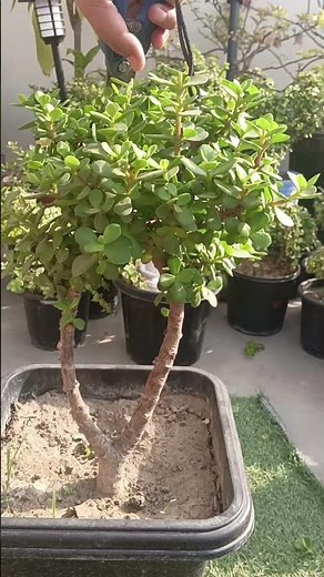 Jade Plant Pruning 🌿 | How to Make Jade Plant Bushy & Healthy ✂️