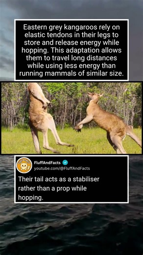How Eastern Grey Kangaroos Move