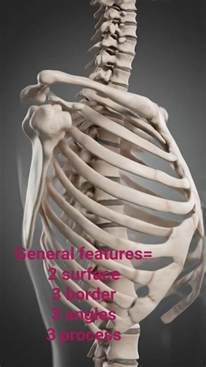 Scapula General Features Do you know #scapula 2 surfaces, 3 borders, 3 angles and 3 processes