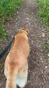 Just living the dream! Wonderful man, beautiful puppies and a glorious day!!! Have a great day! | Lisa P. Mason