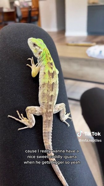 MFA.reptiles on TikTok