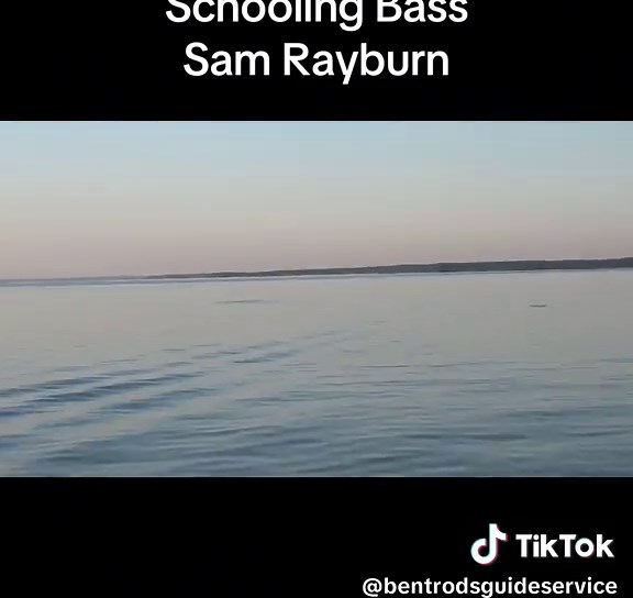 Sam Rayburn has been a ton of fun lately. We caught some BIG fish on a top water out of this group yesterday. #bentrods #bentrodsguideservice #fishtok #bassfishing #fishing #fishingtiktoks #fishingvideos #school #schoolingfish #bass #bigfish #samrayburn #fun #letsgofishing #guide #guidelife #welovewhatwedo @gsmoutdoors