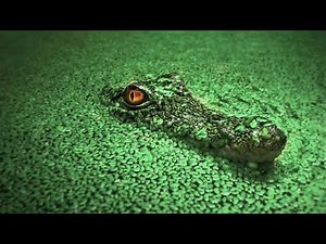 Crocodile Swamp Relaxing Sounds 9 Hours [no ads] Swampland Ambience