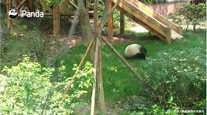 WATCH: This panda rolls down a hill 8 wonderful times! | Today Show