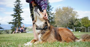 412K views · 132 reactions | { DON'T MISS OUT } One of the BEST Dog...