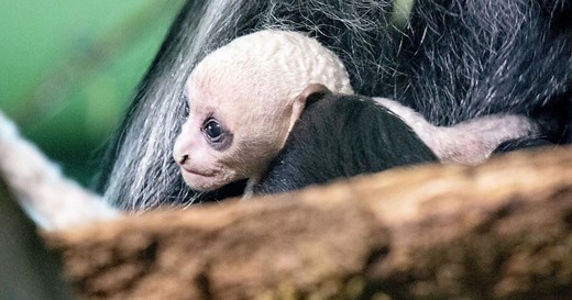 Extremely rare and endangered white monkey born at zoo