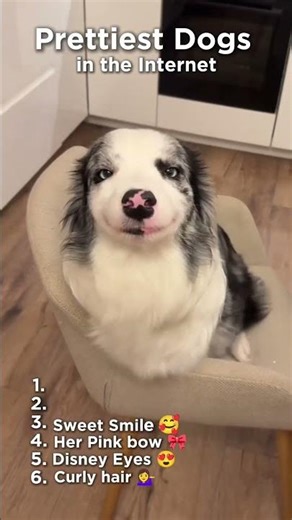 The 6 Prettiest Dogs on the Internet (You Won’t Believe #1!) #BeautifulDogs #DogRanking #PetShorts