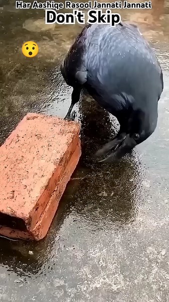 Smart crow moving stones to get food 🐦✨ Amazing bird intelligence!😯#highlights #trending #viral