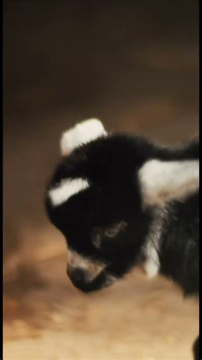 Baby Goat Nursing, Jumping & Showing Its Cute Face | Adorable Animal Moments 🐐✨