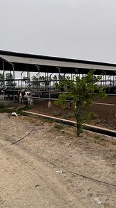 47K views · 1.2K reactions | #dairyfarming #DairyDiaries | Dairy Diaries | Facebook