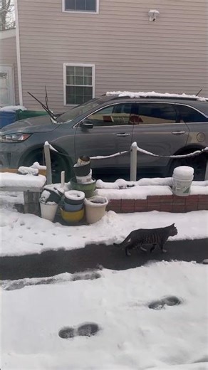 Cat Walking Through Snow | Cute Winter Adventure 🐾❄️