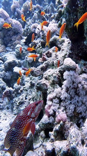 ​Take a deep dive into this thriving coral reef ecosystem!