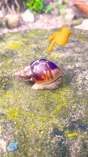🐌 The Cutest Snail You’ll See Today! ❤️ #Shorts #trending