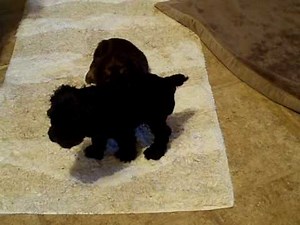 Cockapoo Puppies Playing