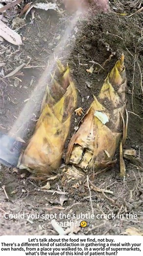 Forest Gold: Unearthing a Fresh Bamboo Shoot ⛰️🌱