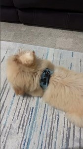 #funny #comedy #memes #viral #puppy #cockapoo #comedyfilms #pets