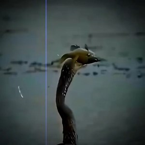 Amazing Animals World | Colombia Paradise