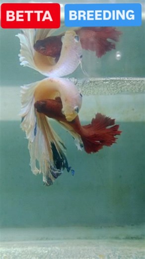 FISH_LOVER_WORLD on Instagram: "BETTA BREEDING Video in tamil #bettafish #bettabreedingbetta breeding in tamil betta breeding in tamil betta breeding in tamil step by step betta breeding in tamil full video betta fish breeding in tamil jeelani vlogger betta fish breeding in tamil vinvin birds betta fish breeding in tamil vedha fish farm betta fish breeding in tamil betta breeding setup in tamil betta breeding failure in tamil betta fish breeding in tamil video,betta breeding video in tamil betta