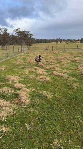 Timmy the emu’s done a cracking job hatching out two of his eggs 🥚🦤. After a couple of days I thought I’d better check the other three that were still under him. Two were obviously full of liquid, but one felt solid. Since he’d abandoned them, I cracked it open just in case there was a chick inside that could be saved, the egg was still warm after all. Massive mistake. It was rotten. And if you think one bad chook egg is nasty, an emu egg is the equivalent of about 12 chicken eggs… so imagine 