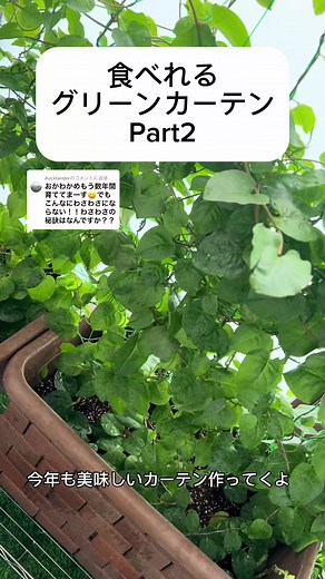 オカワカメの育て方｜簡単グリーンカーテン作りと剪定のコツ