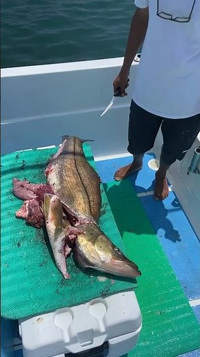 Gut that huge snook ! #snook #costaricafishing #fishing monster snook fishing Costa Rica !