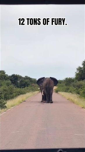 ELEPHANT BULL FIGHT: Massive Clash in Kruger Park! 🐘💥 #Shorts #animals #elephant #safari
