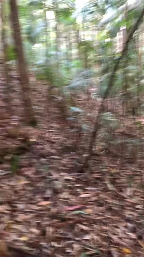 Pristine #rainforest and #Koala #habitat zoned #plantation & destined to be #clearcut! #SaveTuckersNob | Tim Cadman