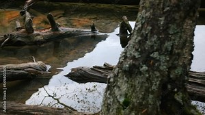 Mysterious trees in water in autumn. Creative. Logs or tree roots in water in autumn. Mysterious bare trees in water in autumn forest