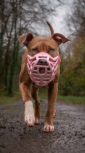 maybe controversial, but I spend waaaaay more time playing than training 🤷🏽‍♀️ #petphotography #amstaff #pitbull #apbt #staff #xlbully #rescuedog #dukeandthegang #multidoghousehold #instadog #dogsofinstagram #muzzlepositive #muzzleddogsarentbaddogs #endbsl #reela #dogreelsdaily #dogreels | dukeandthegang