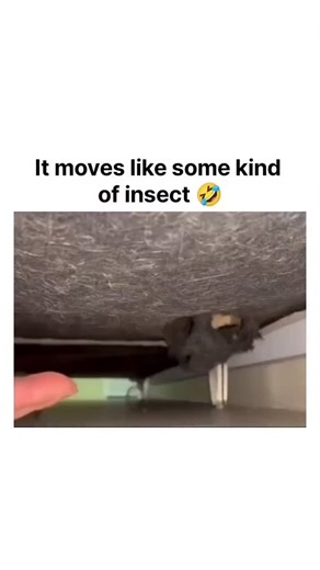 USVibeMemes on Instagram: "This viral video captures a black-and-white cat playfully scooting under a bedframe in erratic, insect-like bursts, eliciting laughter through its caption and unexpected agility. Posted by a popular cat-focused account with over 23,000 likes and 7.6 million views in under a day, it exemplifies how relatable pet antics drive rapid engagement on X. User replies draw humorous parallels to video game bosses and fluid animal physics, fostering a lighthearted thread that und