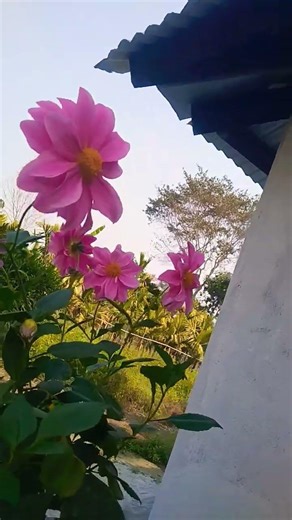 Assam Tinsukia #viral video #la,la la,#sanatana vlogs India ‪@indiatodayneassam‬