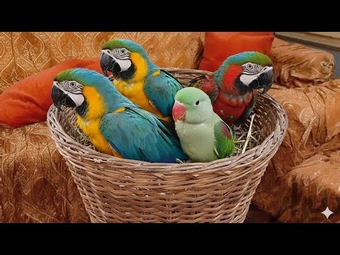 Cute Macaw Parrot Babies 🦜 | Colorful & Adorable Baby Macaws | Viral Bird Video