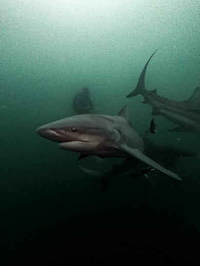 Bull Shark Hunting Technique: Bump and Bite Explained