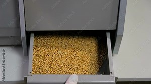 Wheat Seed Quality Testing. Woman's hand shaking sieve and removes unwanted particles from wheat samples.