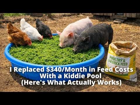 I Replaced $340/Month in Feed Costs With a Kiddie Pool (Here's What Actually Works)