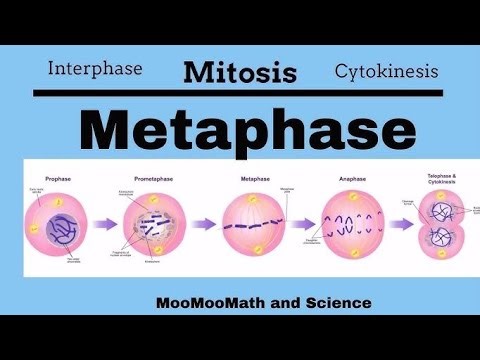 #BW SK Biology #metaphasewhat happens after metaphasemetaphase eventsmetaphase meaning in metaphase