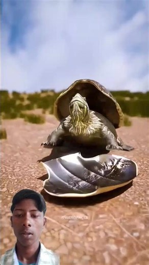 Can A Turtle Take Off Their Shell? 😱#shortvideo​​ #shorts​​ #3danimation​​