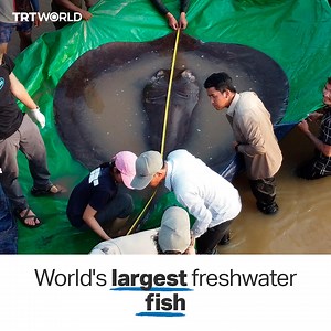 52K views · 551 reactions | The world's largest ever freshwater fish has been caught in Cambodia by a local fisherman. The giant stingray measured almost four metres from snout to tail and weighed about 300 kilogrammes. | TRT World | Facebook