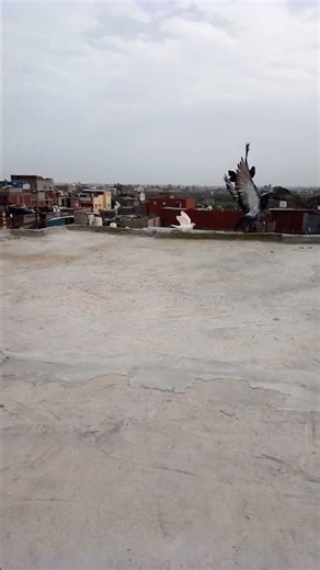 How beautiful is the cooing of doves