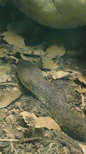 Macklot's python at Columbus Zoo