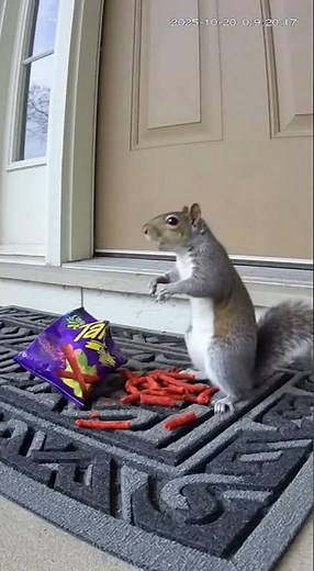 Squirrel Tried Takis for the First Time 😂🌶️🐿️