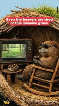 Invasive Plants and Animals?