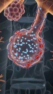 How Breathing Really Works 🫁 | The Incredible Science of Respiration Inside Your Body. #breathing